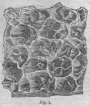 Tripe, figure 1