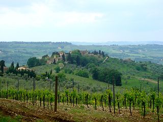 Chianti vineyards