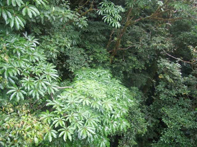 Cloud forest canopy