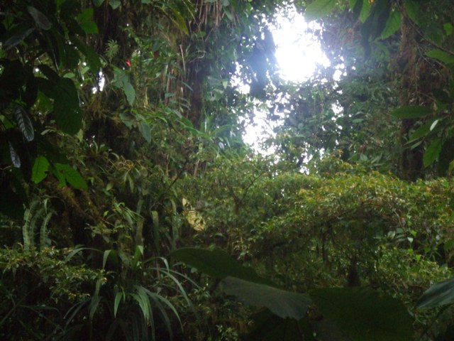 Cloud Forest, Salvatura, Guanacaste