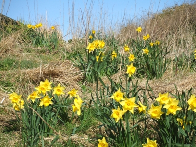 Daffodils