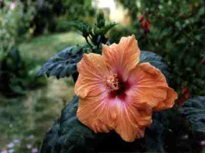 Hibiscus