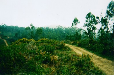 Wooded uplands in central Madeira